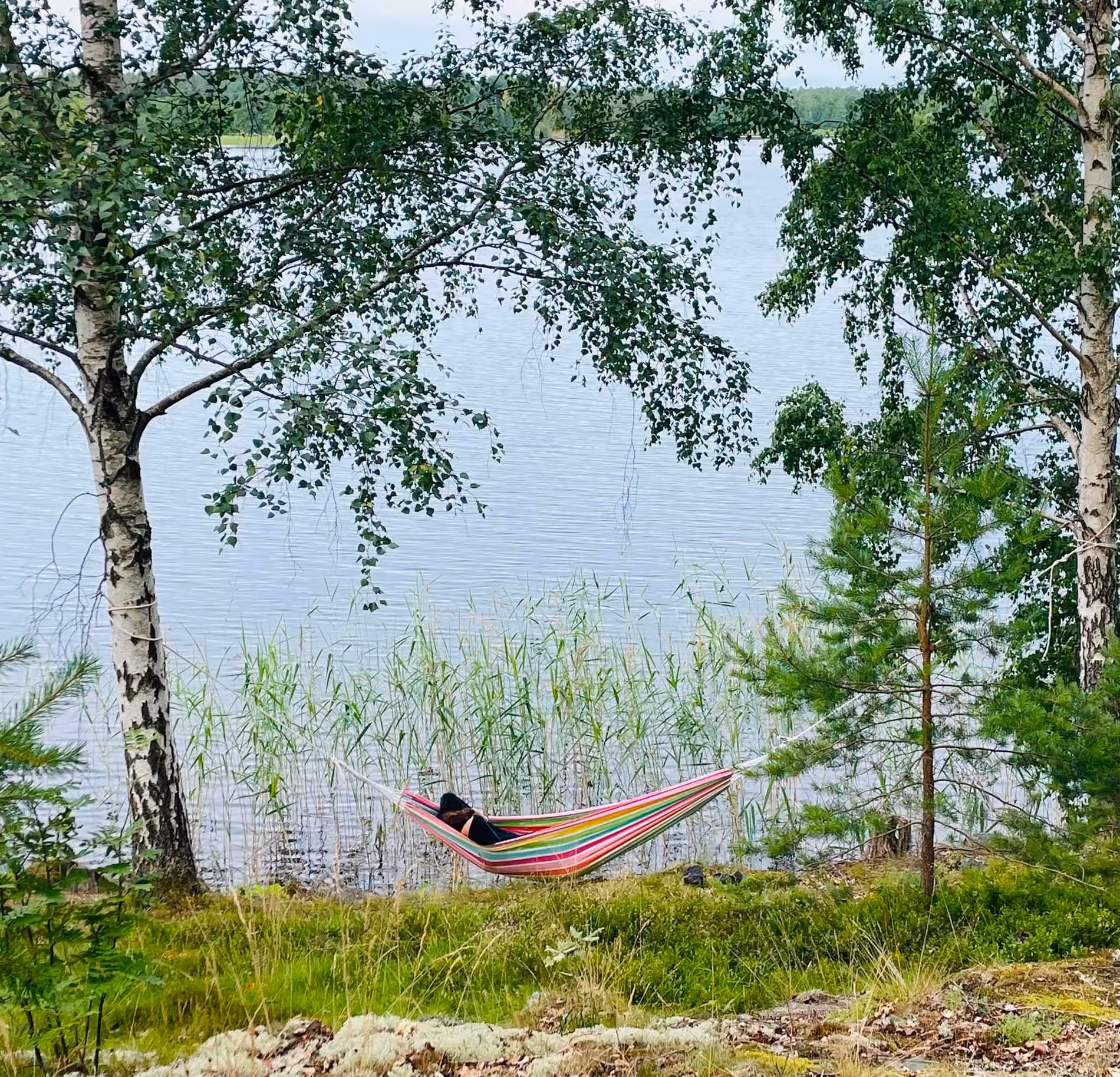 En randig hängmatta uppspänd mellan två björkar vid strandkanten, med någon liggande i den och Båven öppet bakom vassen.