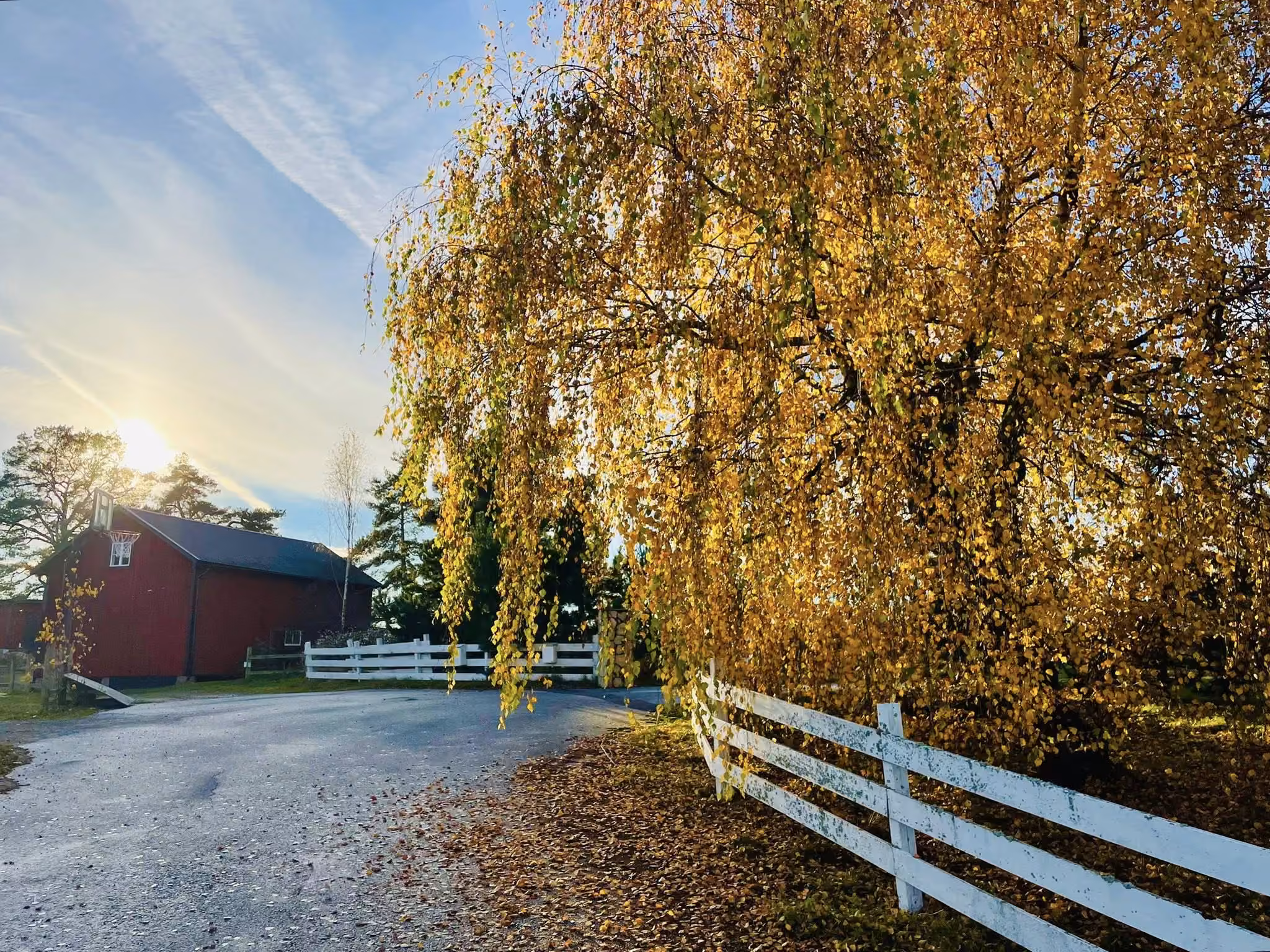 Vägen in mot kursgården en höstmorgon. En stor hängbjörk i gult lutar ut över vägen, till vänster en röd länga och till höger ett vitt staket.